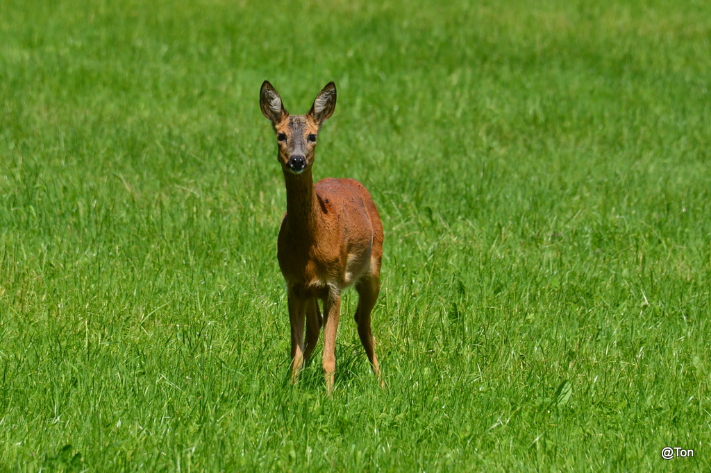 DSC_3590.JPG - Ree
