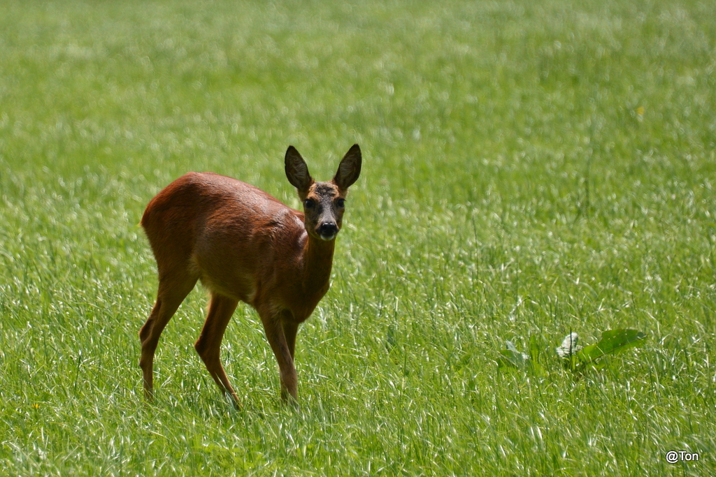 DSC_3622.JPG - Ree