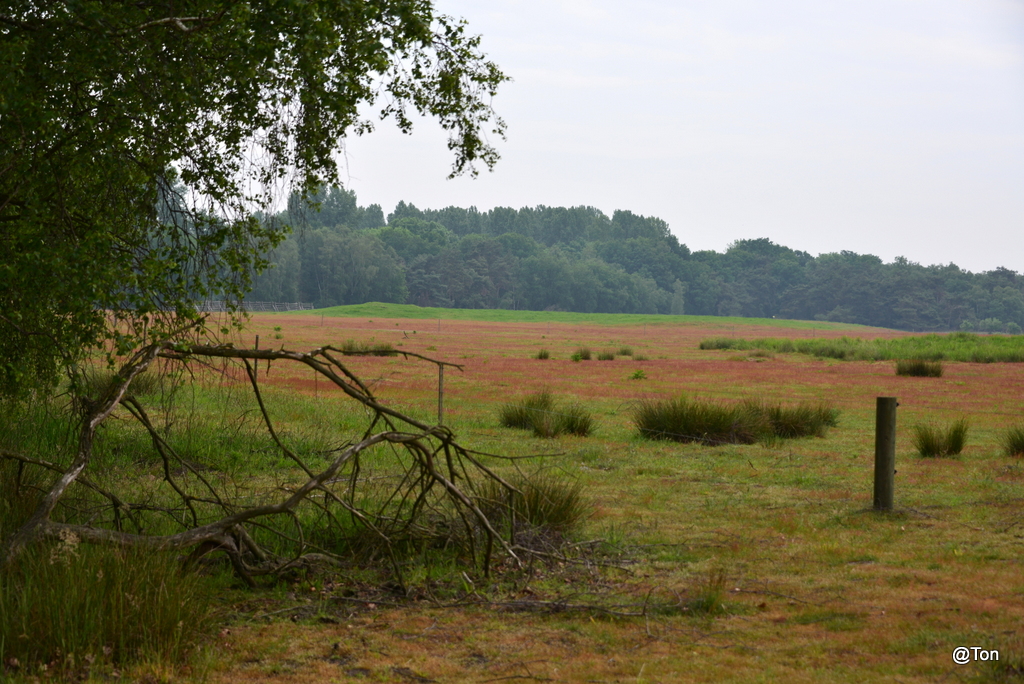 DSC_2469.JPG