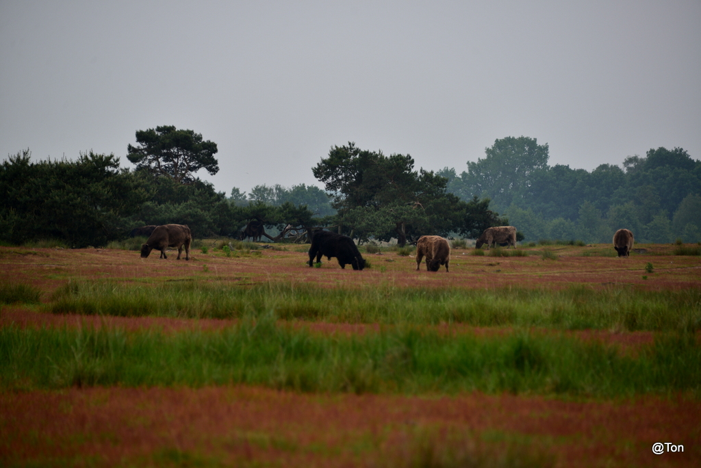 DSC_2497.JPG