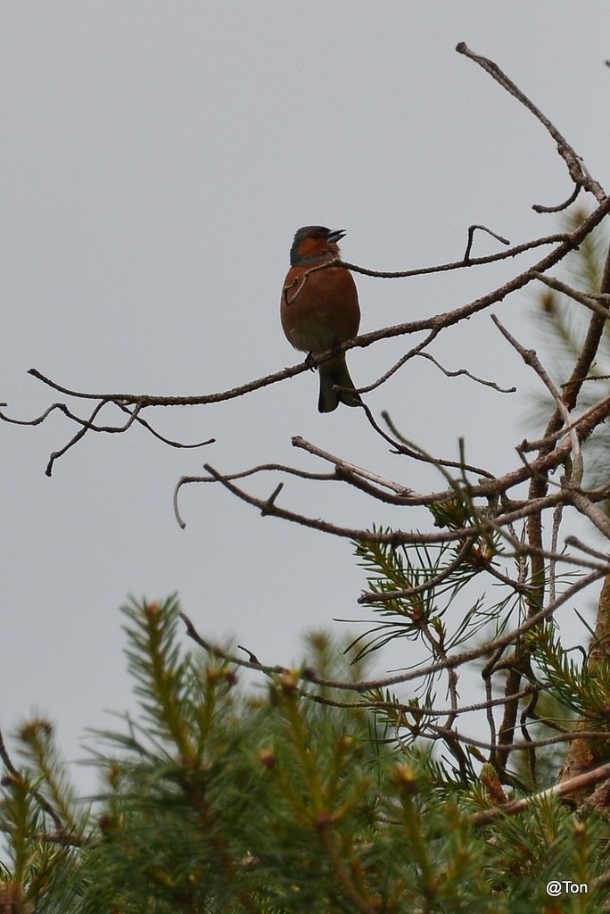 DSC_2522.JPG - Vink