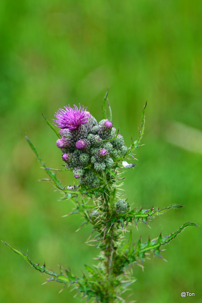 DSC_2555.JPG - Distel