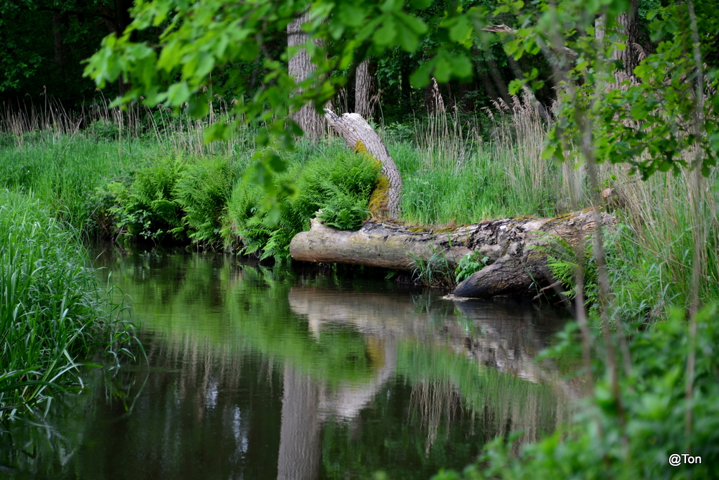 DSC_2167.JPG - De Dommel