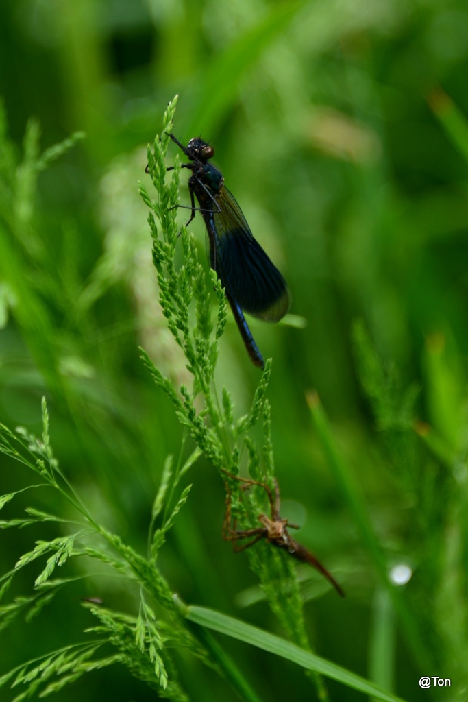 DSC_2174.JPG