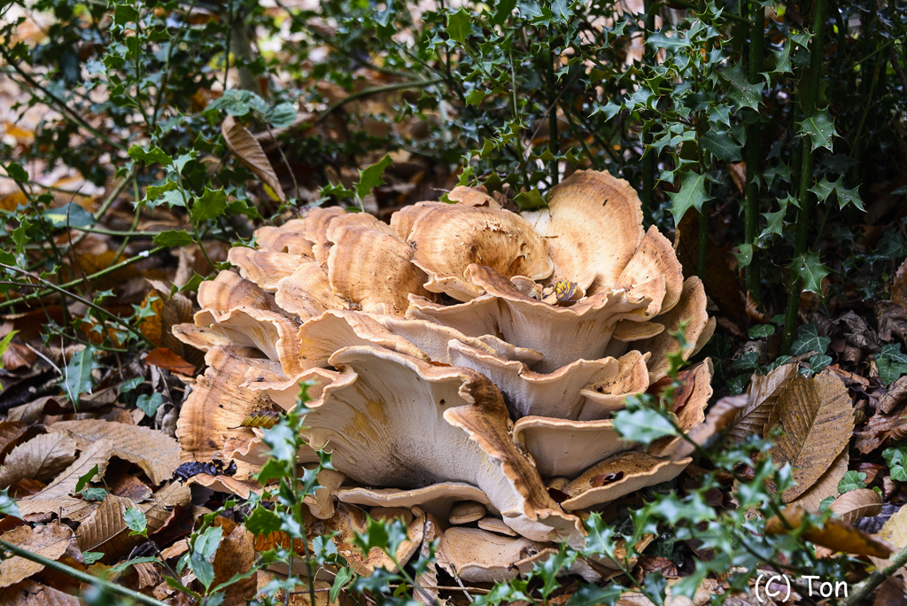 DSC_0828.jpg