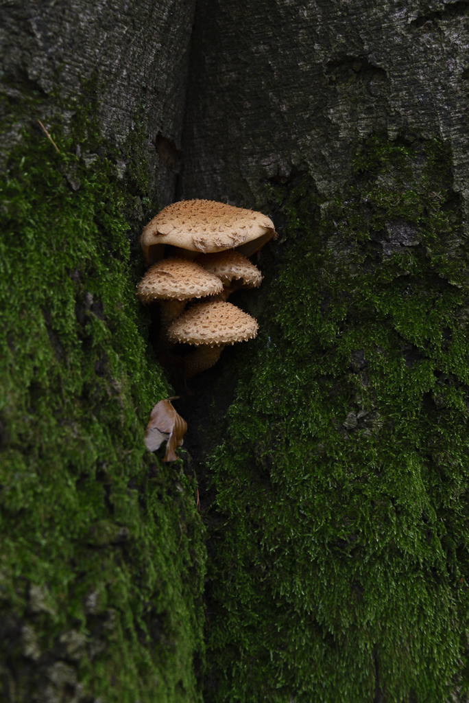 DSC_0851.jpg