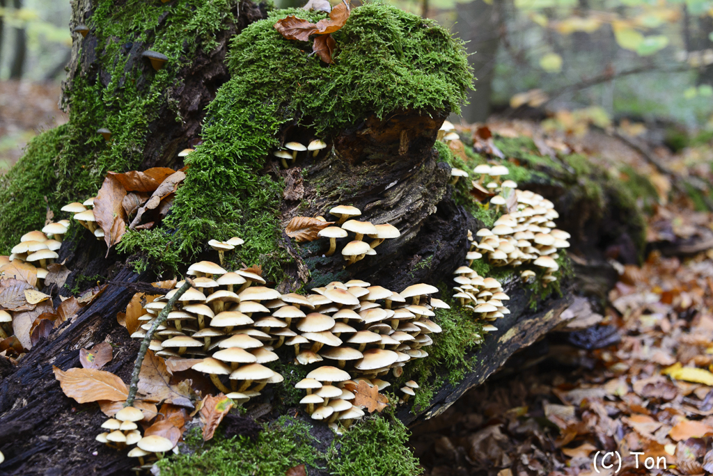DSC_0864.jpg