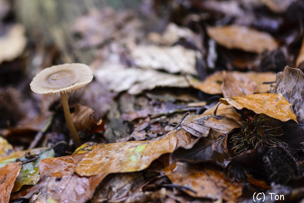 DSC_0904.jpg