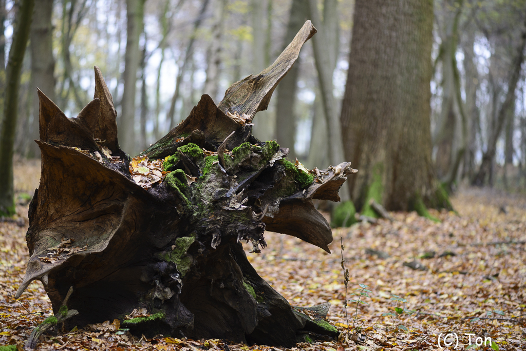 DSC_0917.jpg