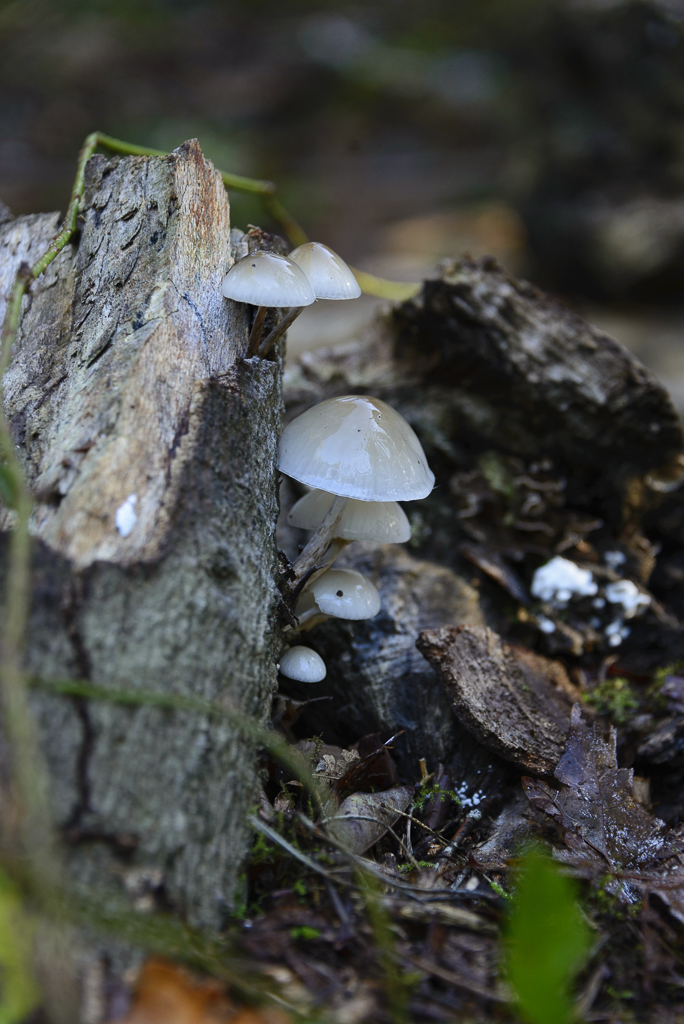 DSC_0066.jpg - Posrseleinzwammen
