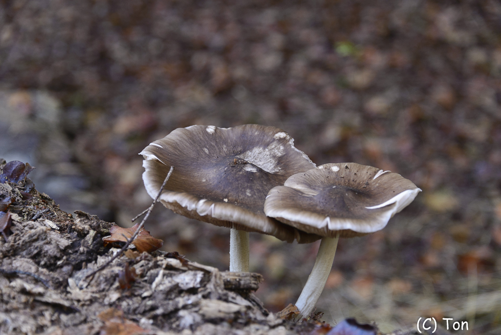 DSC_0095.jpg