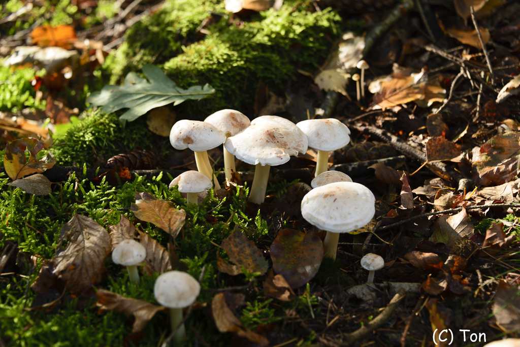 DSC_0107.jpg - Roesstvlekkenzwammen
