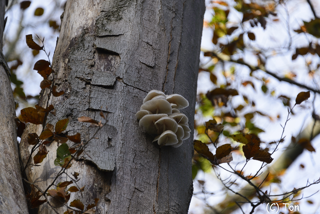 DSC_0124.jpg - Posrseleinzwammen