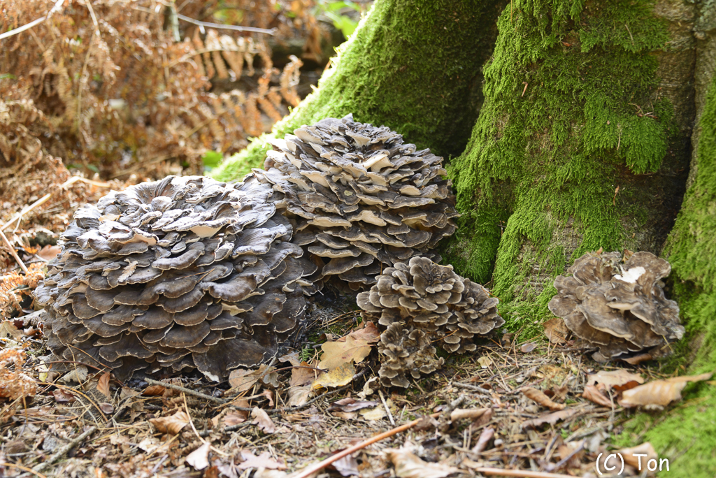 DSC_0184.jpg