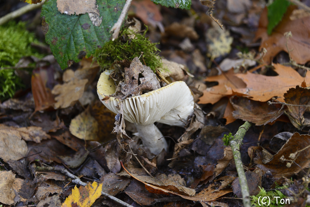 DSC_0185.jpg - Geelwitte russula