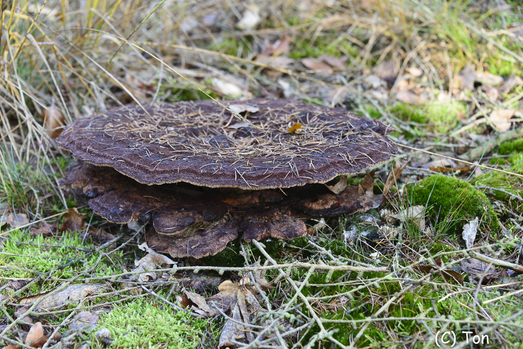 DSC_0198.jpg