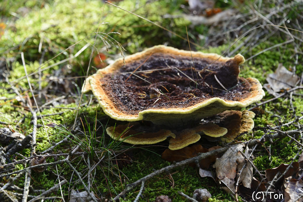DSC_0205.jpg