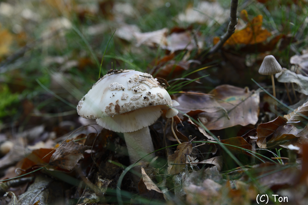 DSC_0206.jpg - Geleknol amaniet