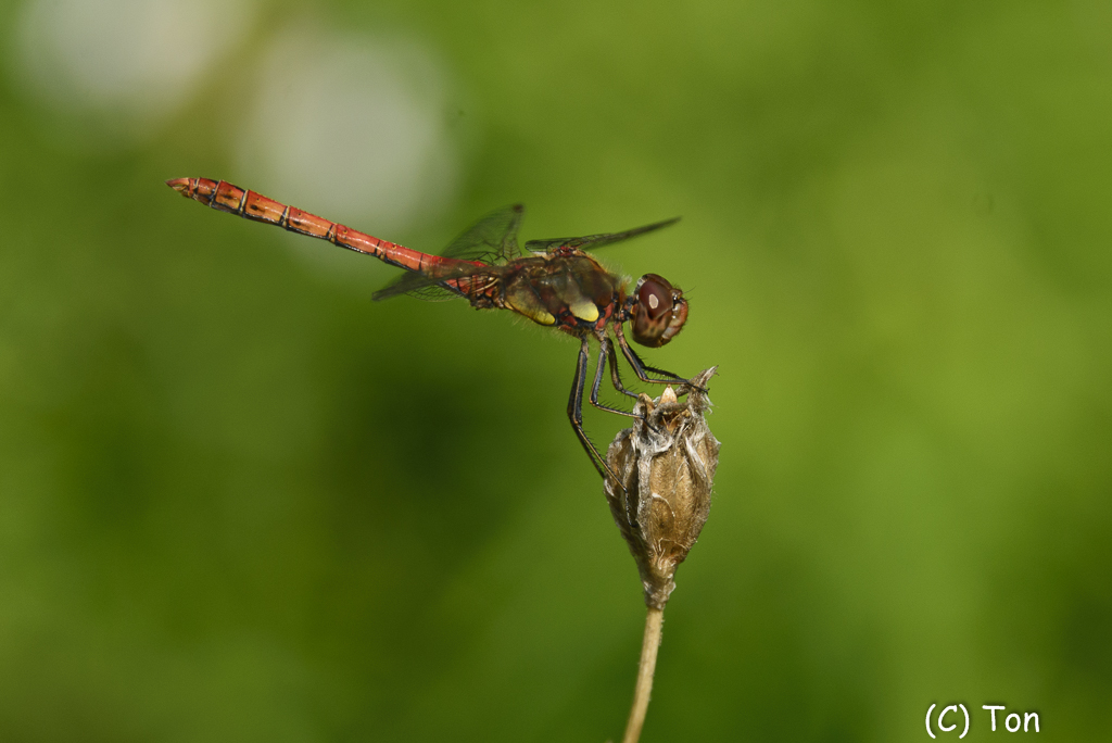 DSC_7154.jpg - vuurrode heidelibel