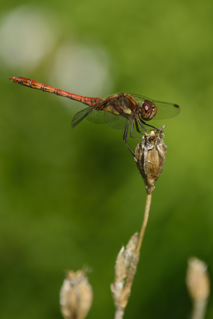 DSC_7156.jpg - vuurrode heidelibel