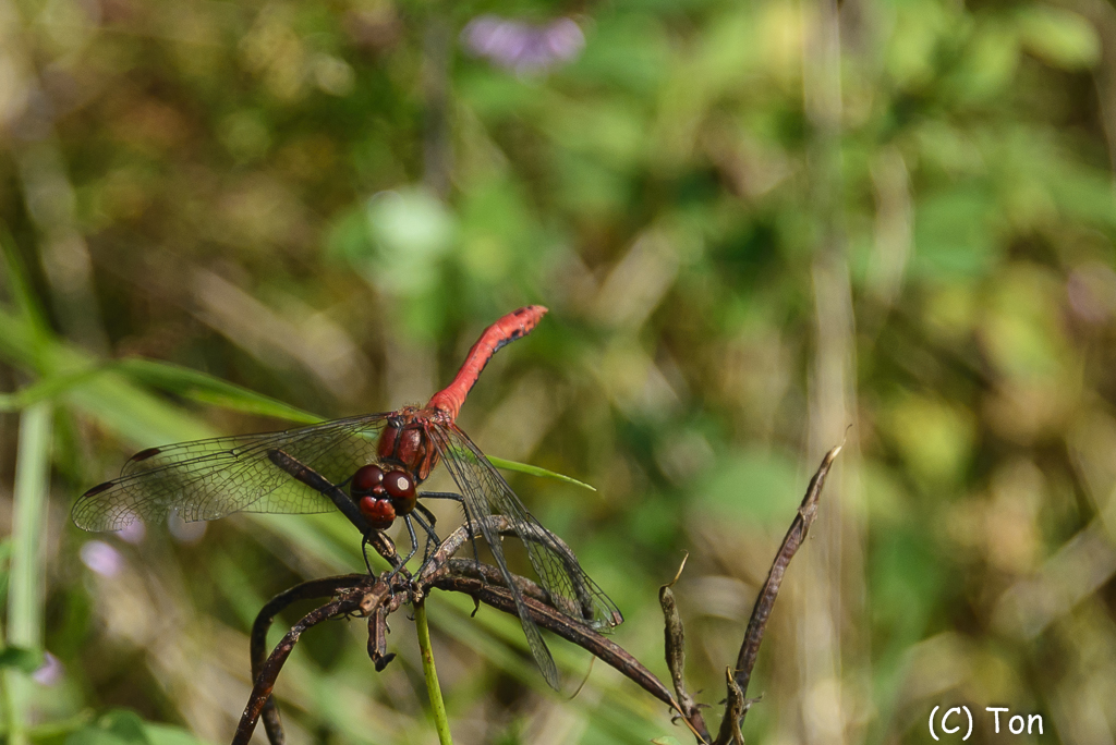 DSC_7158.jpg - vuurrode heidelibel