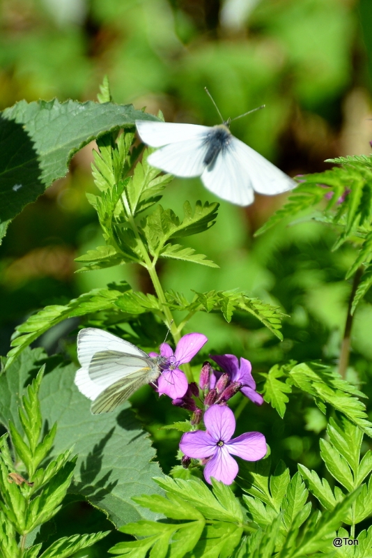 DSC_5772.JPG - Witjes