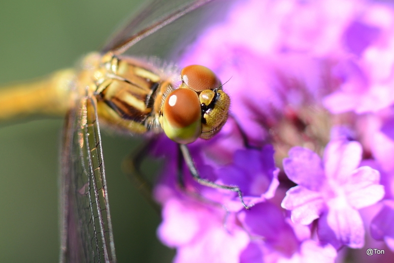 DSC_1653.JPG