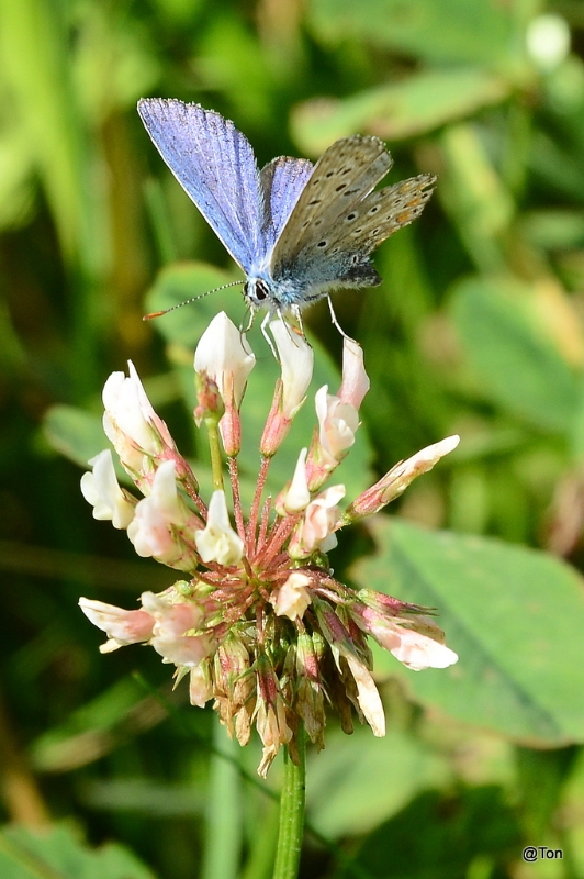 DSC_1873.JPG - Icaris blauwtje