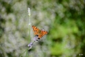 DSC_1780