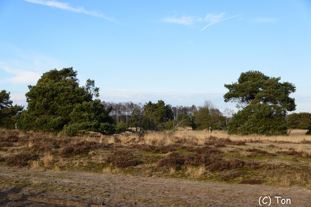 DSC_3675.jpg