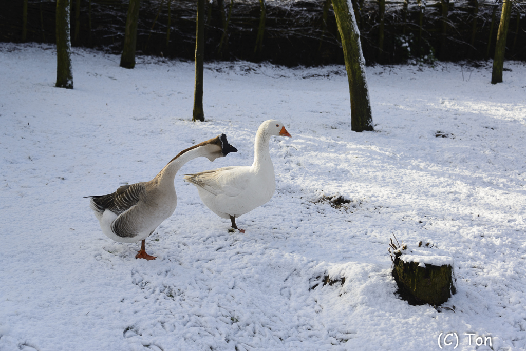 DSC_3204.jpg