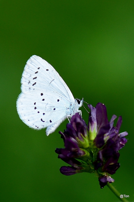 DSC_9458.JPG