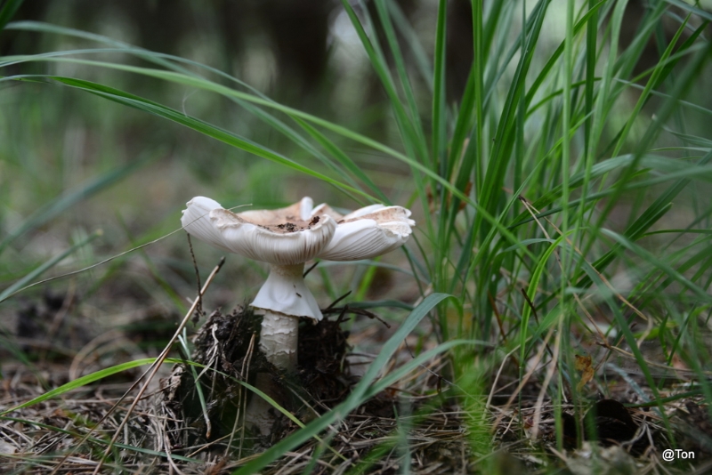 DSC_1332.JPG