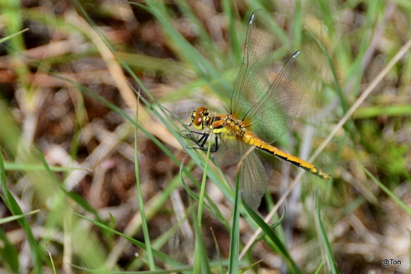 DSC_1359.JPG