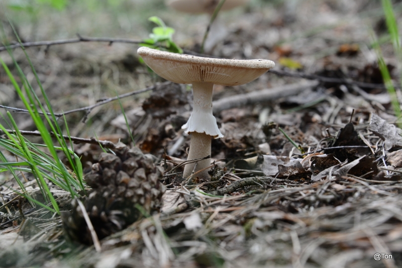 DSC_1376.JPG