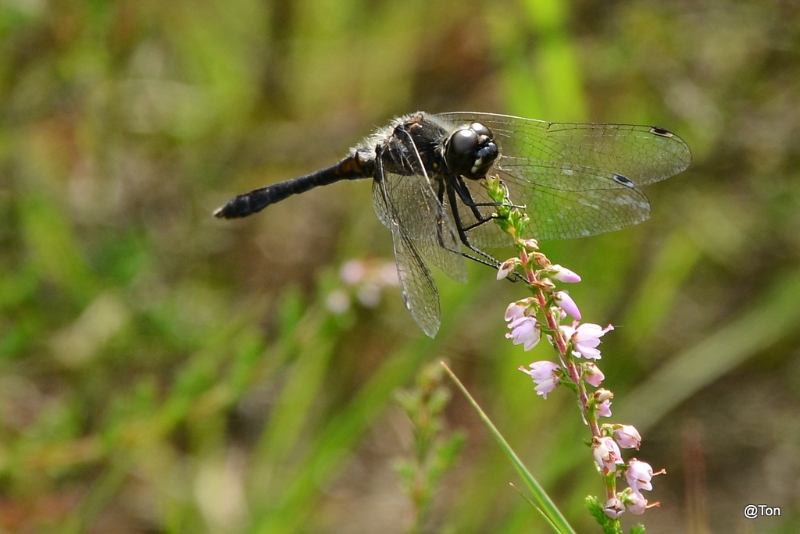 DSC_1422.JPG - Zwarte heidelibel