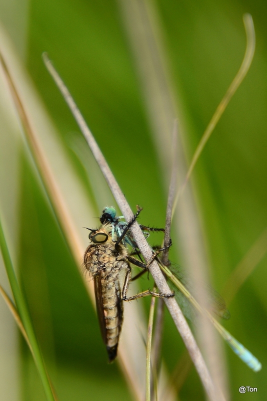 DSC_1436.JPG - Roofvlieg met een juffer als prooi ( Machimus soort)