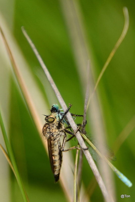 DSC_1436.JPG - Roofvlieg met een juffer als prooi ( Machimus soort)