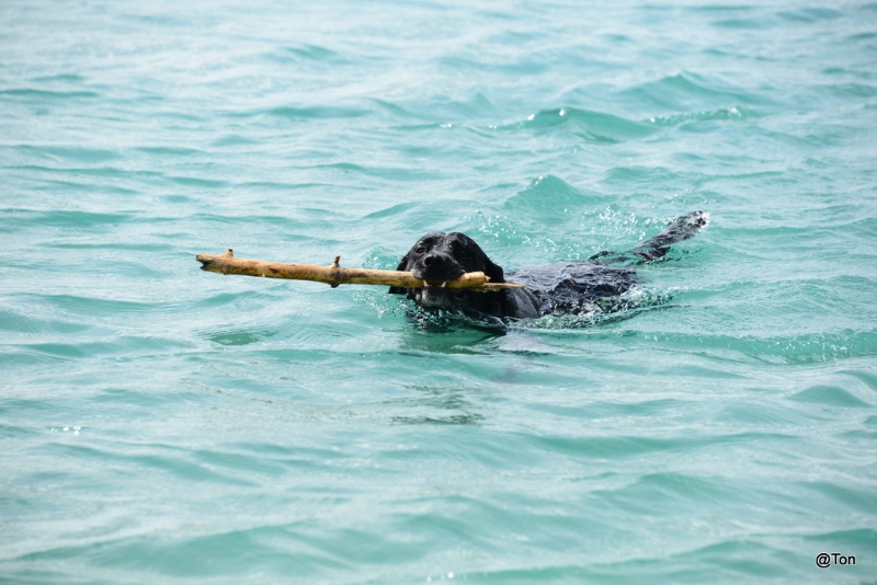 DSC_1445.JPG - Geweldig voor honden...
