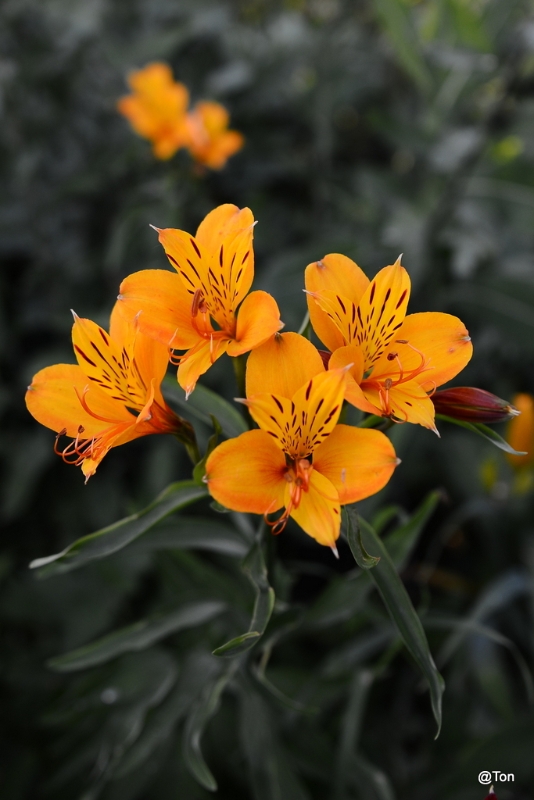 DSC_8377.JPG