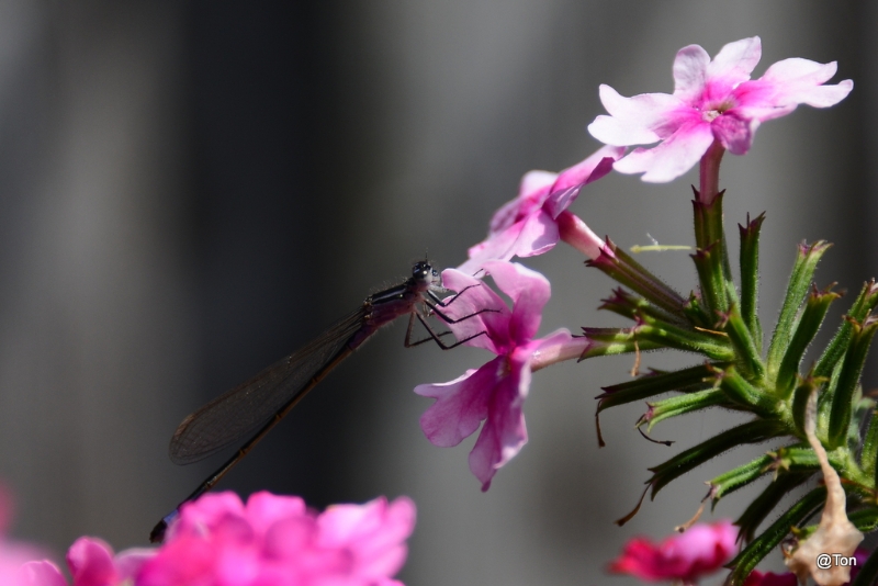 DSC_7467.JPG - Juffer