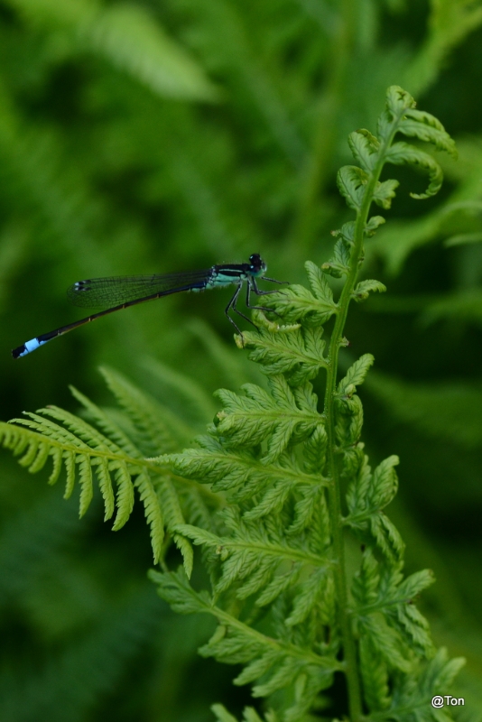 DSC_7530.JPG - juffer
