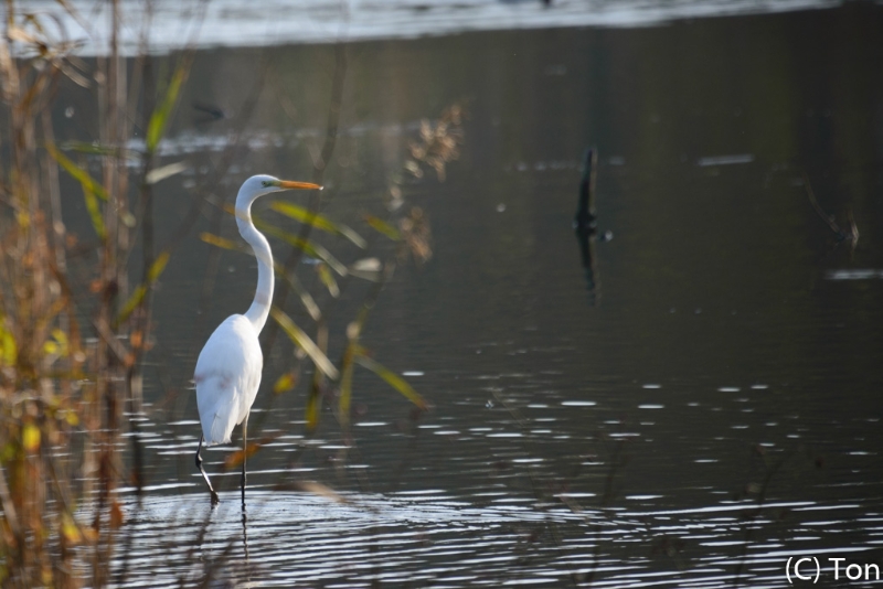DSC_7786.jpg