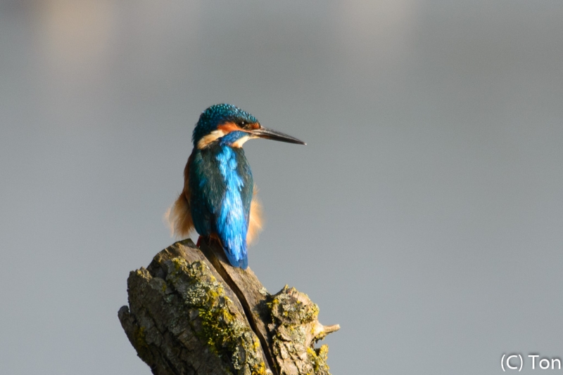 DSC_7889.jpg