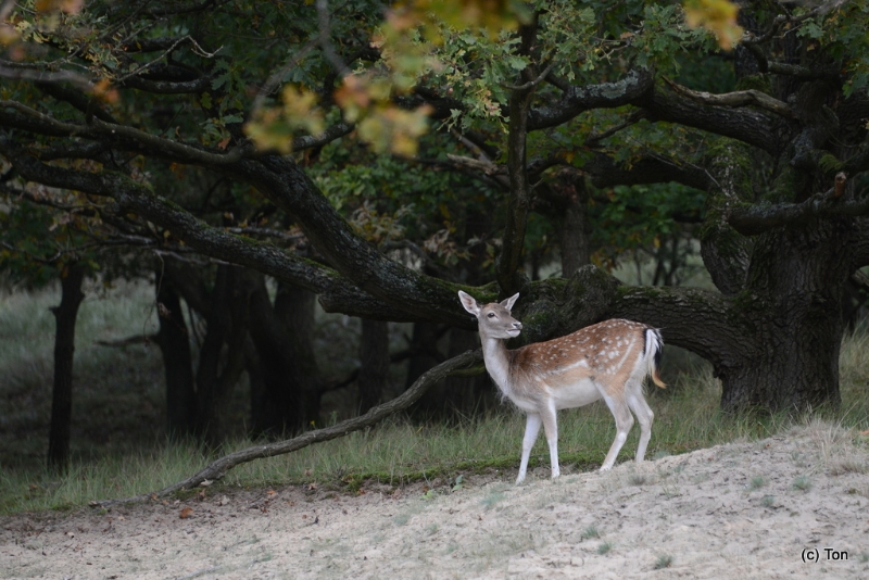 DSC_6547.JPG