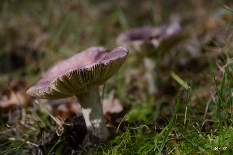 DSC_6484.JPG - Russula