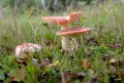 Paddenstoelen