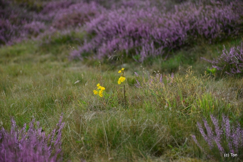 DSC_4000.JPG