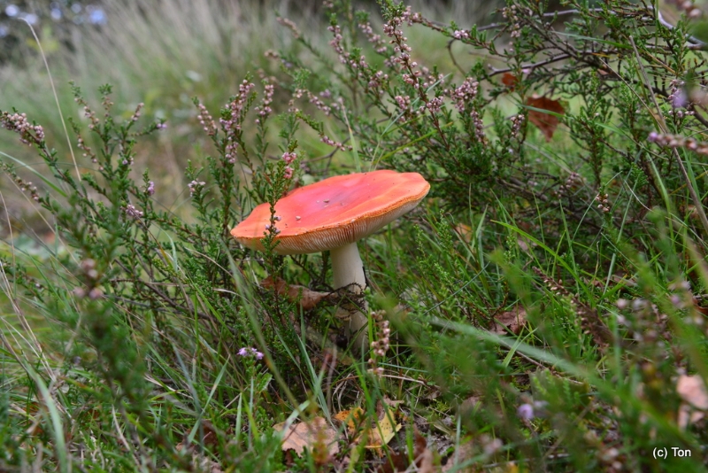 DSC_4058.JPG