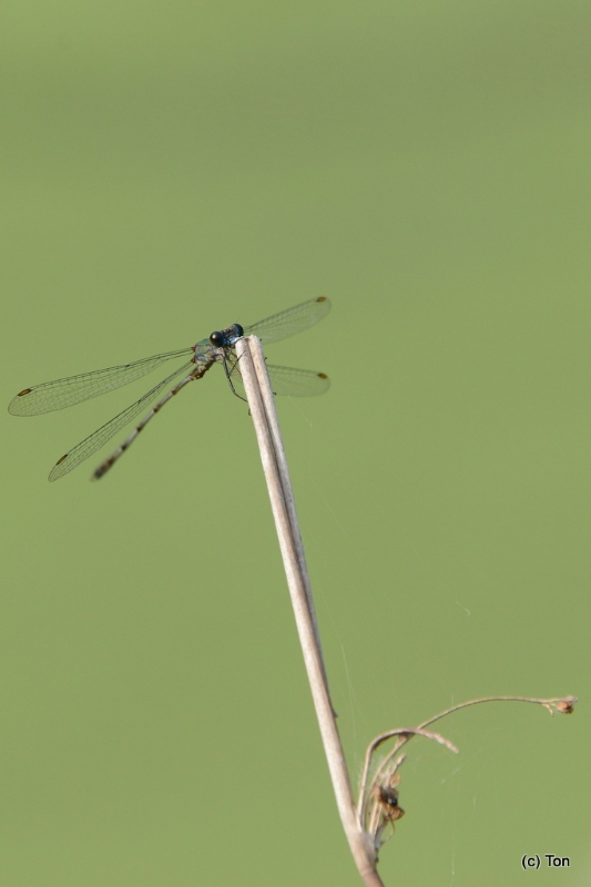 DSC_4941.JPG - Juffer
